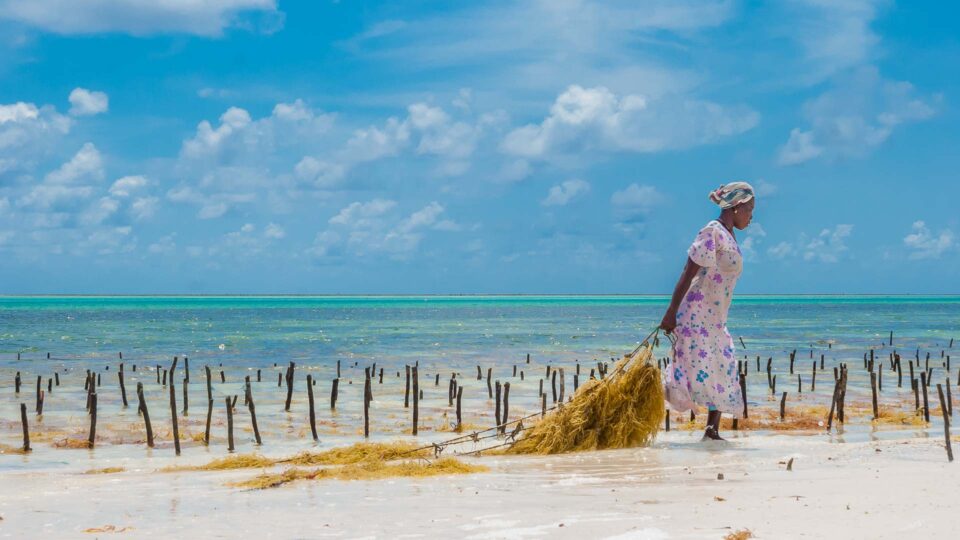 Woman and Seaweed, Zanzibar